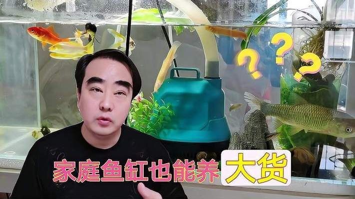草魚(yú)可以用魚(yú)缸養(yǎng)嗎：草魚(yú)可以用魚(yú)缸養(yǎng)，但需要注意以下幾點(diǎn)
