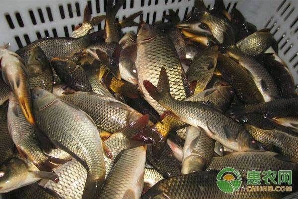 草魚(yú)可以用魚(yú)缸養(yǎng)嗎：草魚(yú)可以用魚(yú)缸養(yǎng)，但需要注意以下幾點(diǎn)