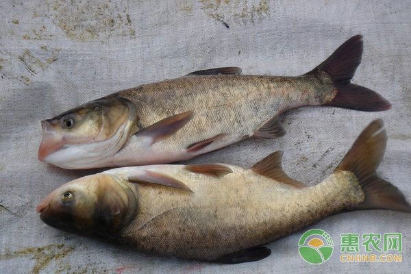 草魚(yú)可以用魚(yú)缸養(yǎng)嗎：草魚(yú)可以用魚(yú)缸養(yǎng)，但需要注意以下幾點(diǎn)