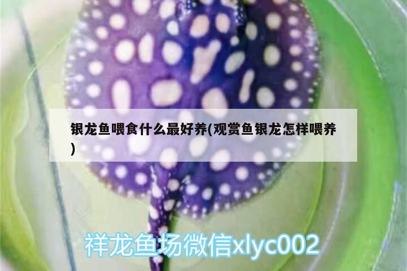 銀龍魚喂食什么最好養(yǎng)(觀賞魚銀龍怎樣喂養(yǎng)) 銀龍魚喂食什么最好養(yǎng)(觀賞魚銀龍怎樣喂養(yǎng)) 銀龍魚百科