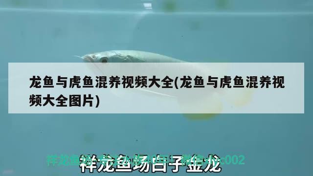 龍魚與虎魚混養(yǎng)視頻大全(龍魚與虎魚混養(yǎng)視頻大全圖片)