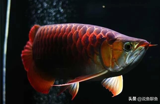 紅龍魚(yú)魚(yú)苗:要讓紅龍魚(yú)苗吃什么