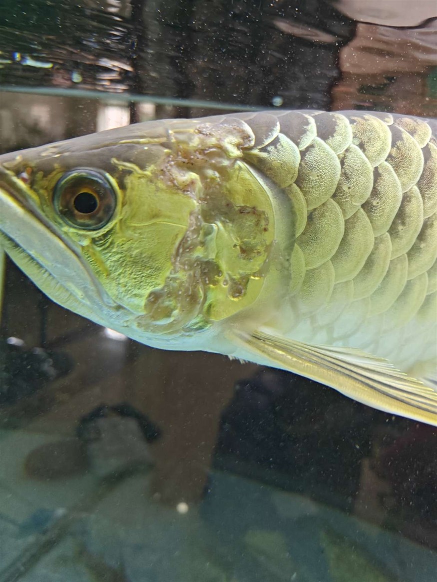 龍魚這鰓是什么蟲，用什么藥 龍魚這鰓是什么蟲，用什么藥 龍魚論壇 第1張
