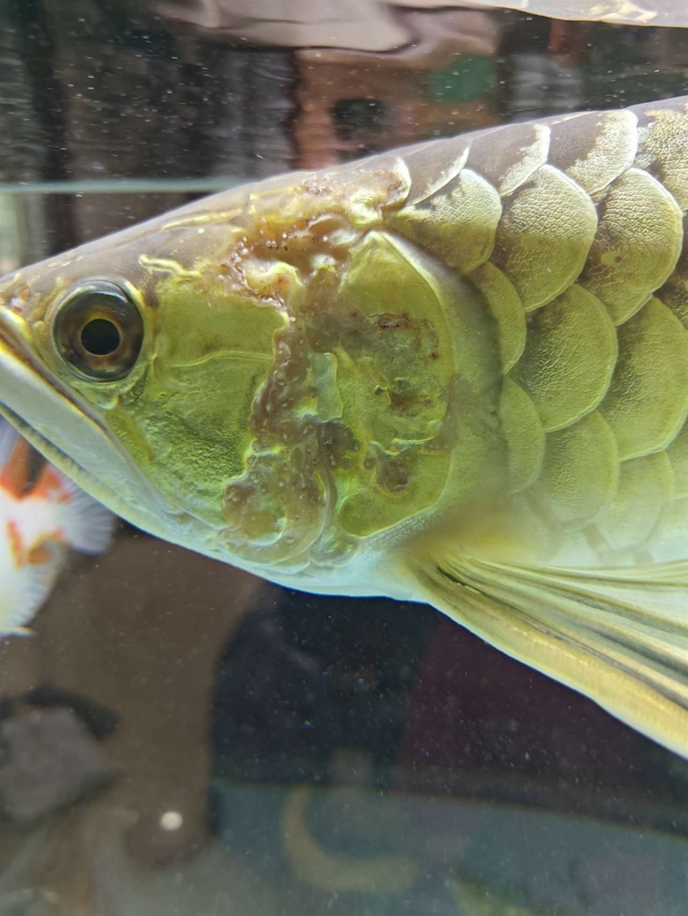 龍魚這鰓是什么蟲，用什么藥 龍魚這鰓是什么蟲，用什么藥 龍魚論壇 第2張
