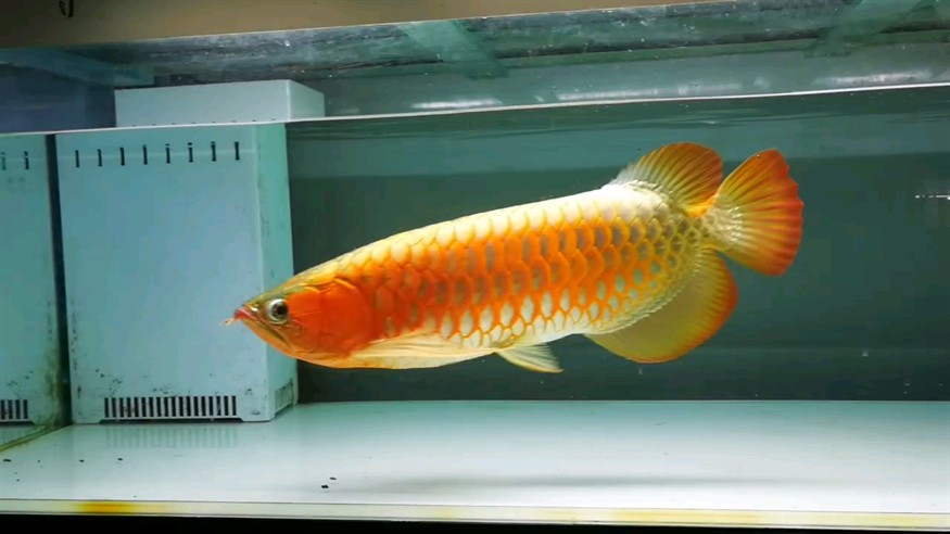 怡然自得 怡然自得 龍魚論壇