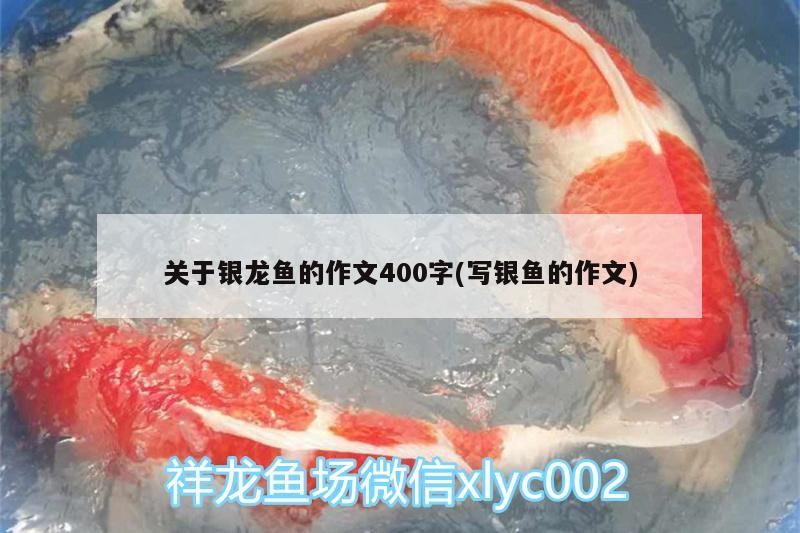 關于銀龍魚的作文400字(寫銀魚的作文)