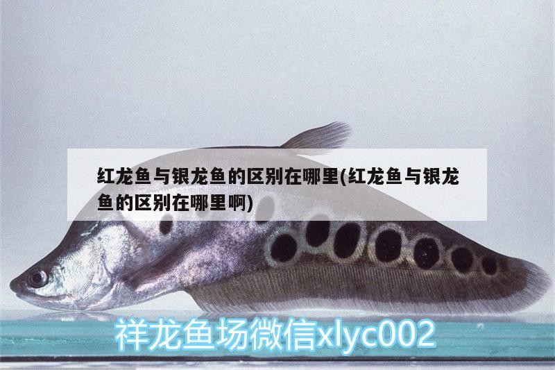 紅龍魚與銀龍魚的區(qū)別在哪里(紅龍魚與銀龍魚的區(qū)別在哪里啊)