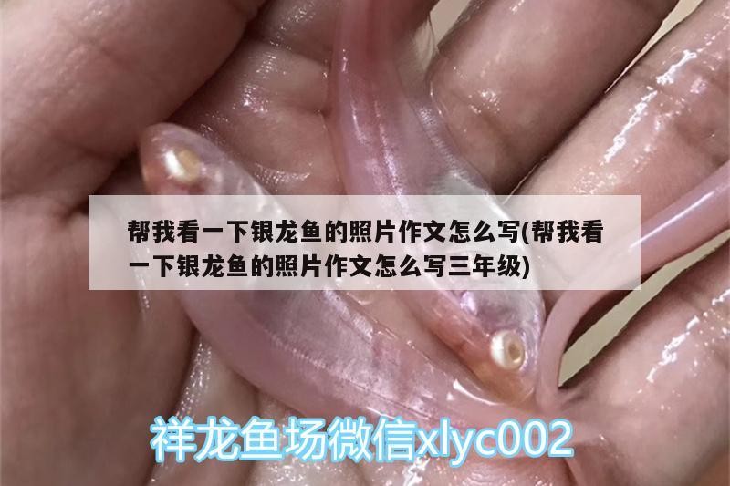 幫我看一下銀龍魚(yú)的照片作文怎么寫(xiě)(幫我看一下銀龍魚(yú)的照片作文怎么寫(xiě)三年級(jí)) 幫我看一下銀龍魚(yú)的照片作文怎么寫(xiě)(幫我看一下銀龍魚(yú)的照片作文怎么寫(xiě)三年級(jí)) 銀龍魚(yú)百科