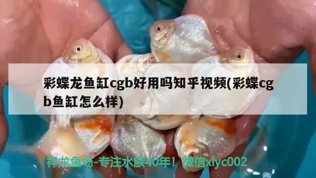 祝?龍巔12歲生日快樂