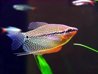 魚缸假山造型設(shè)計圖大全(魚缸假山造景設(shè)計) 魚缸假山造型設(shè)計圖大全(魚缸假山造景設(shè)計) 豬鼻龜百科 第2張