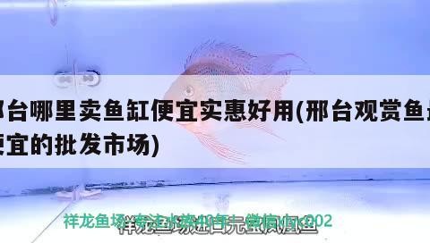 邢臺哪里賣魚缸便宜實惠好用(邢臺觀賞魚最便宜的批發市場) 邢臺哪里賣魚缸便宜實惠好用(邢臺觀賞魚最便宜的批發市場) 虎魚百科
