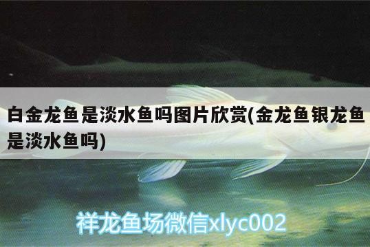 白金龍魚是淡水魚嗎圖片欣賞(金龍魚銀龍魚是淡水魚嗎)