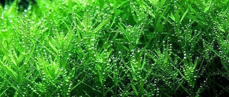 盤山縣甜水北站商貿城魚草花香水族館（盤山魚市在哪）