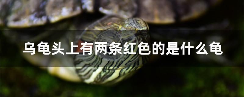 烏龜頭上有兩條紅色的是什么龜