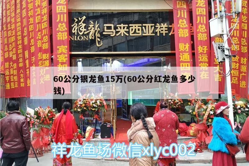 60公分銀龍魚15萬(60公分紅龍魚多少錢) 60公分銀龍魚15萬(60公分紅龍魚多少錢) 銀龍魚百科 第2張