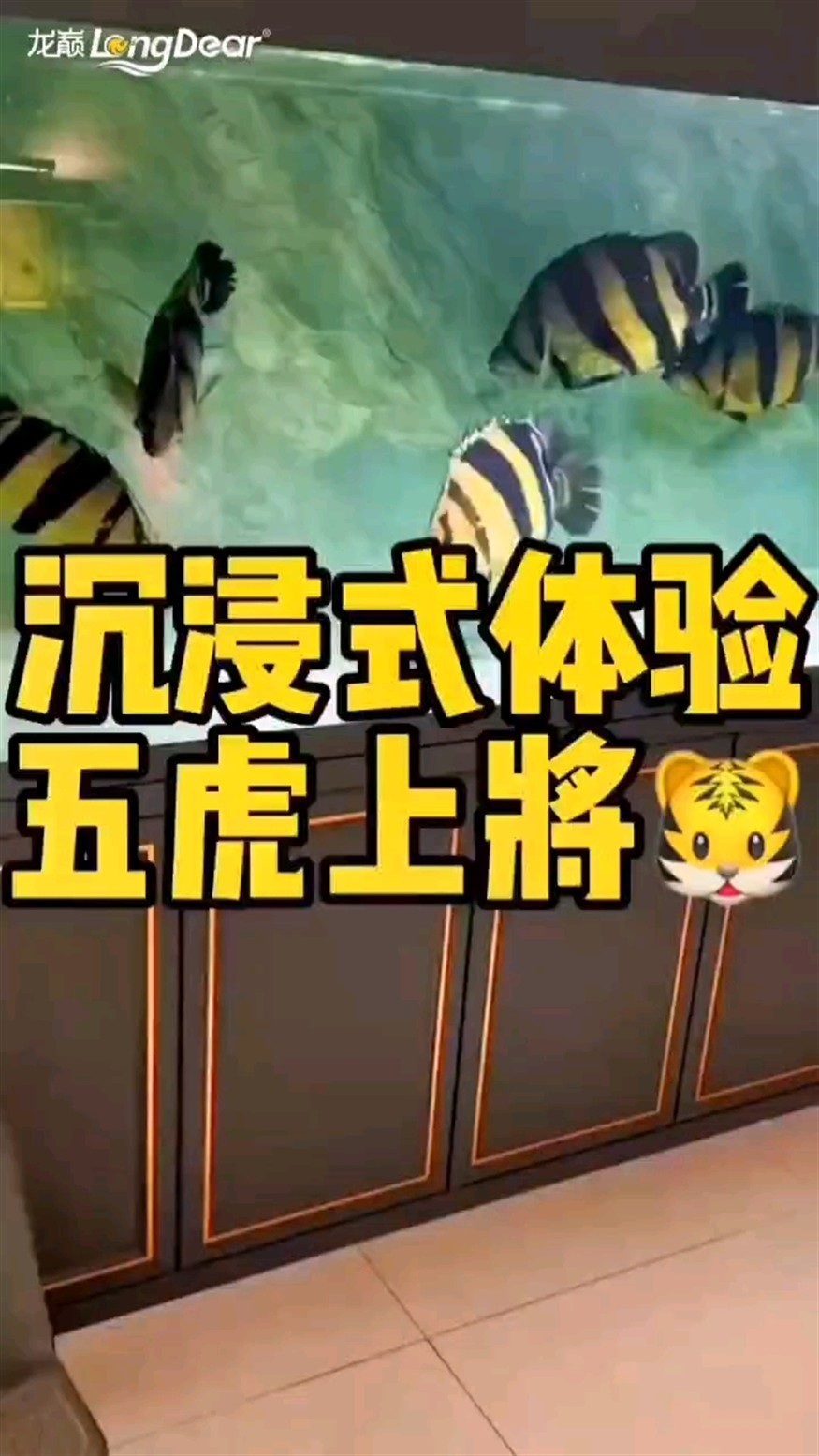 我的虎魚真菌感染了要怎么處理 轉發166 龍魚論壇 轉發166 轉發166 龍魚論壇