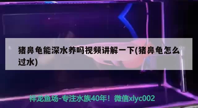 豬鼻龜能深水養(yǎng)嗎視頻講解一下(豬鼻龜怎么過水) 豬鼻龜能深水養(yǎng)嗎視頻講解一下(豬鼻龜怎么過水) 豬鼻龜百科
