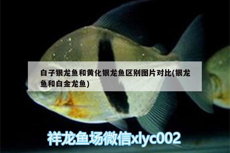 白子銀龍魚和黃化銀龍魚區別圖片對比(銀龍魚和白金龍魚)