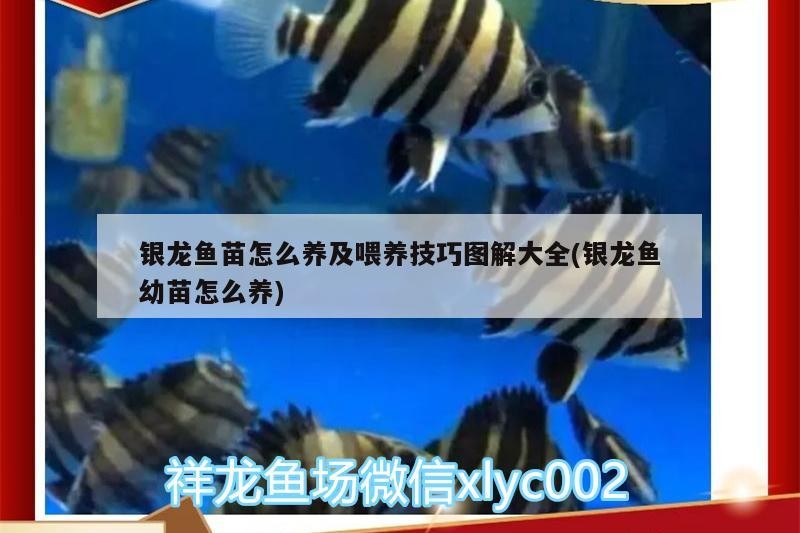 銀龍魚(yú)苗怎么養(yǎng)及喂養(yǎng)技巧圖解大全(銀龍魚(yú)幼苗怎么養(yǎng))