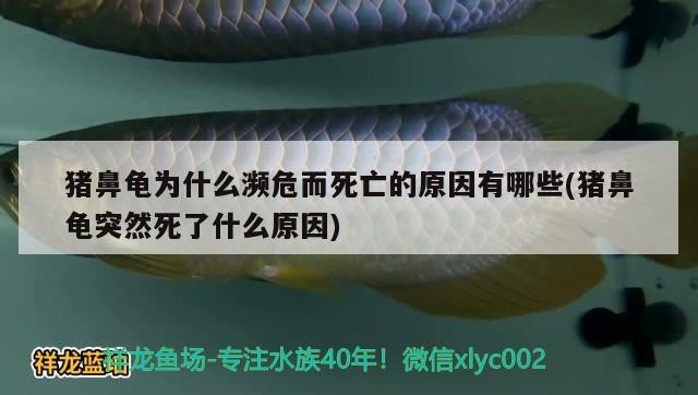 印尼虎魚多少溫度飼養最好:印尼虎魚多少溫度飼養最好印尼虎魚多少溫度飼養最好 豬鼻龜為什么瀕危而死亡的原因有哪些(豬鼻龜突然死了什么原因) 豬鼻龜百科 豬鼻龜為什么瀕危而死亡的原因有哪些(豬鼻龜突然死了什么原因) 豬鼻龜為什么瀕危而死亡的原因有哪些(豬鼻龜突然死了什么原因) 豬鼻龜百科