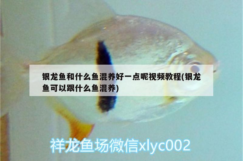 銀龍魚和什么魚混養(yǎng)好一點(diǎn)呢視頻教程(銀龍魚可以跟什么魚混養(yǎng))