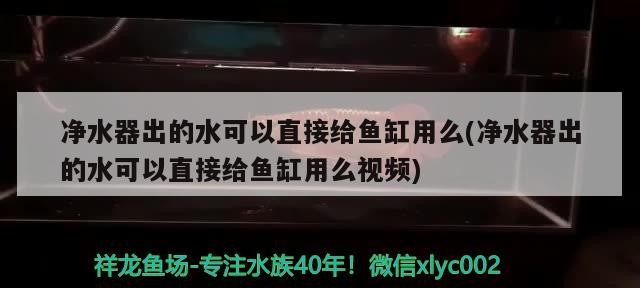 豬鼻龜 請教大神