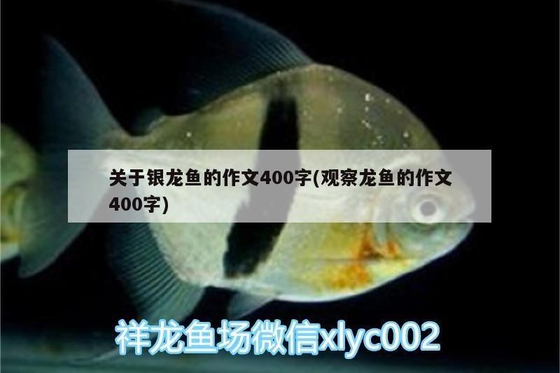 關于銀龍魚的作文400字(觀察龍魚的作文400字) 關于銀龍魚的作文400字(觀察龍魚的作文400字) 銀龍魚百科