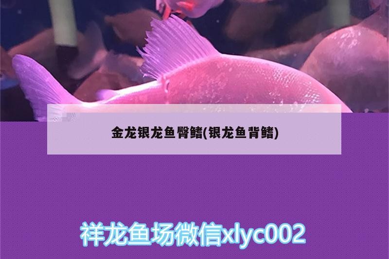 金龍銀龍魚臀鰭(銀龍魚背鰭)