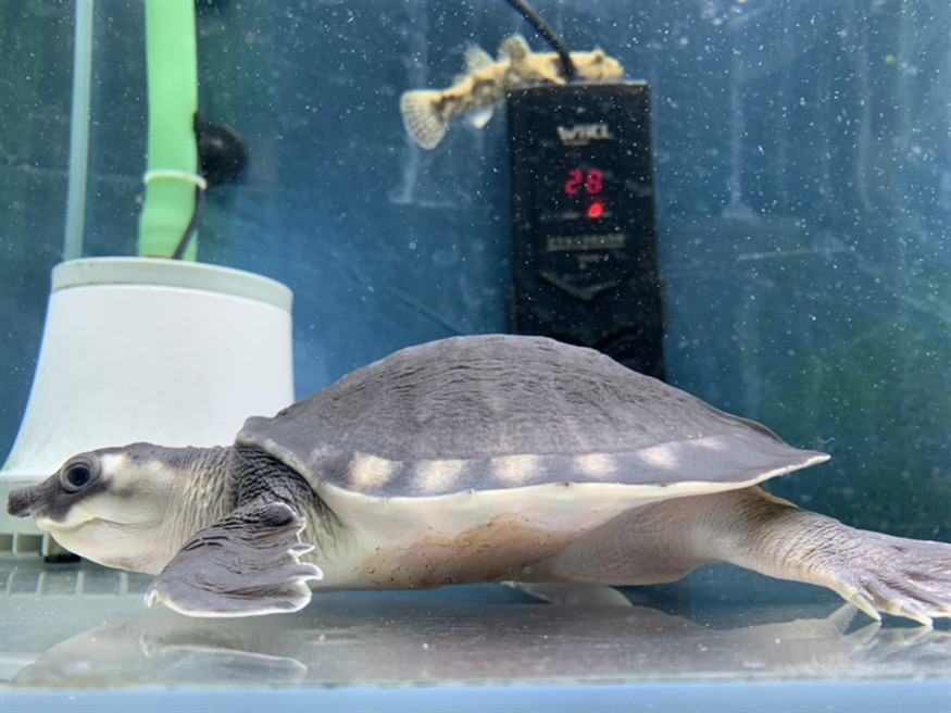 忻州水族館:豬鼻求救