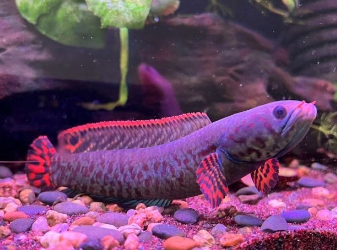 哪一種龍魚好養活一點,哪一種龍魚好養活一點——星點龍魚食譜推薦 龍魚百科 第2張 哪一種龍魚好養活一點,哪一種龍魚好養活一點——星點龍魚食譜推薦 哪一種龍魚好養活一點,哪一種龍魚好養活一點——星點龍魚食譜推薦 龍魚百科 第2張