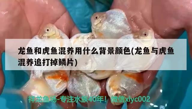 龍魚和虎魚混養用什么背景顏色(龍魚與虎魚混養追打掉鱗片) 龍魚和虎魚混養用什么背景顏色(龍魚與虎魚混養追打掉鱗片) 虎魚百科