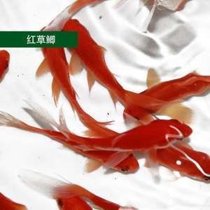 紅龍魚能吃活的小金魚嗎：紅龍魚能吃小金魚，但這需要滿足幾個條件
