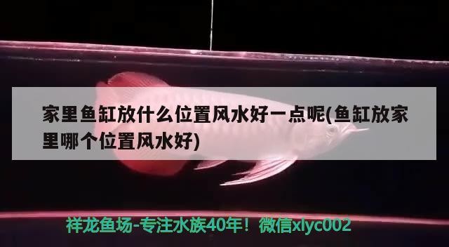 豬鼻龜能和金龍魚混養嗎(豬鼻龜可以跟龍魚混養嗎) 豬鼻龜能和金龍魚混養嗎(豬鼻龜可以跟龍魚混養嗎) 豬鼻龜百科
