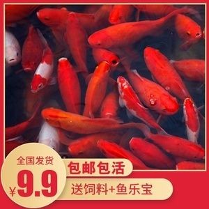 紅龍魚能吃活的小金魚嗎：紅龍魚能吃小金魚，但這需要滿足幾個條件