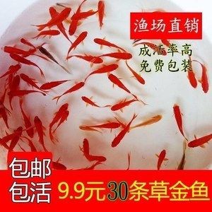紅龍魚能吃活的小金魚嗎：紅龍魚能吃小金魚，但這需要滿足幾個條件