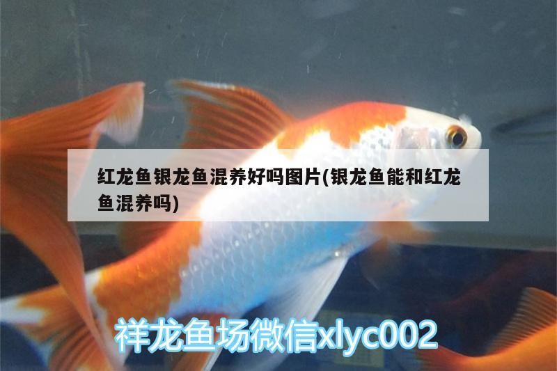 紅龍魚銀龍魚混養好嗎圖片(銀龍魚能和紅龍魚混養嗎)