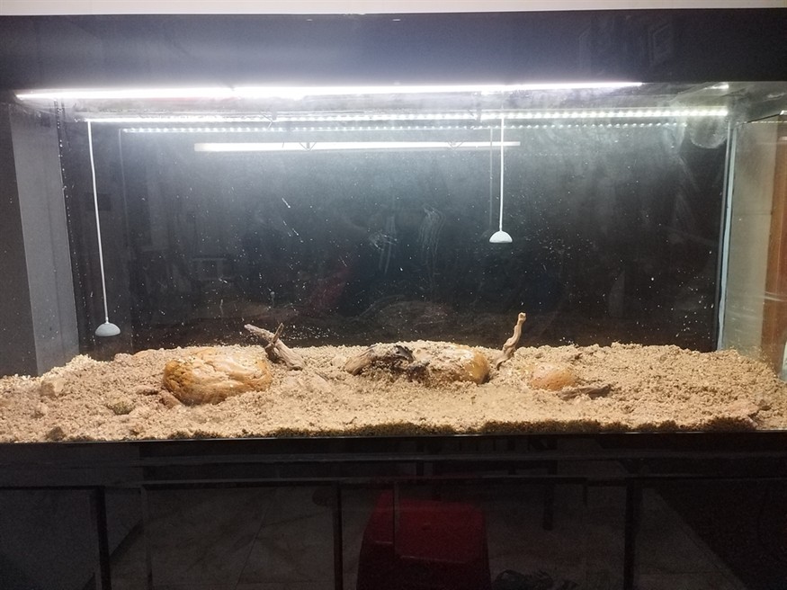 魚死缸還在