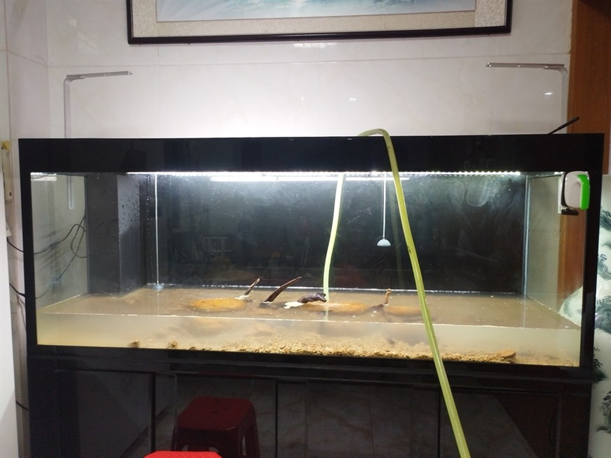 魚死缸還在