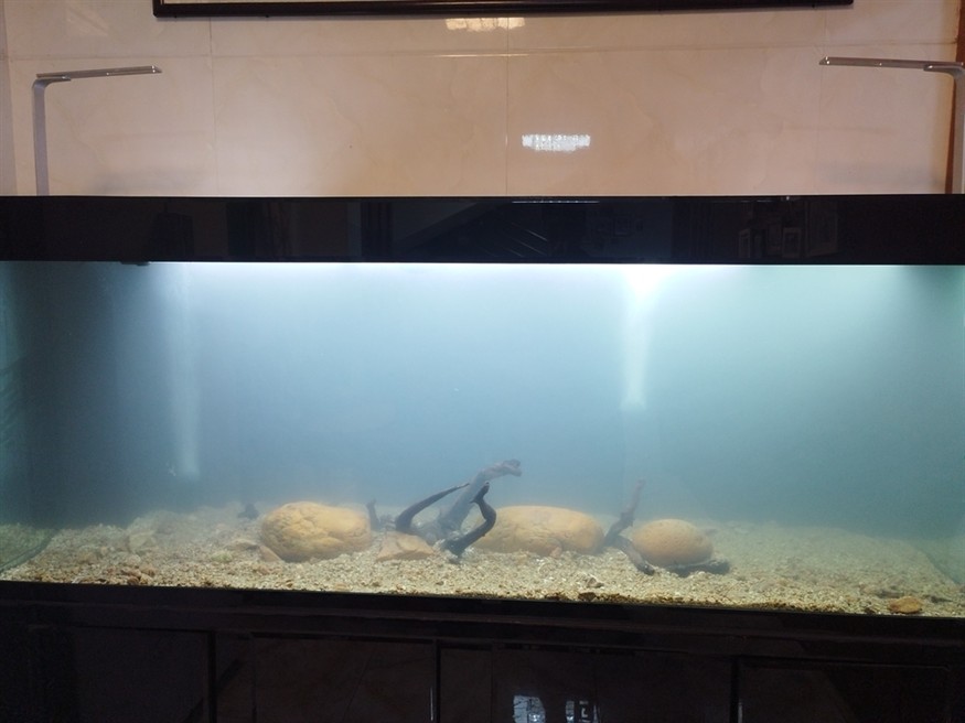 魚死缸還在