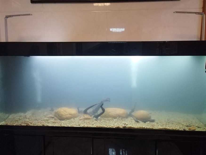 魚死缸還在