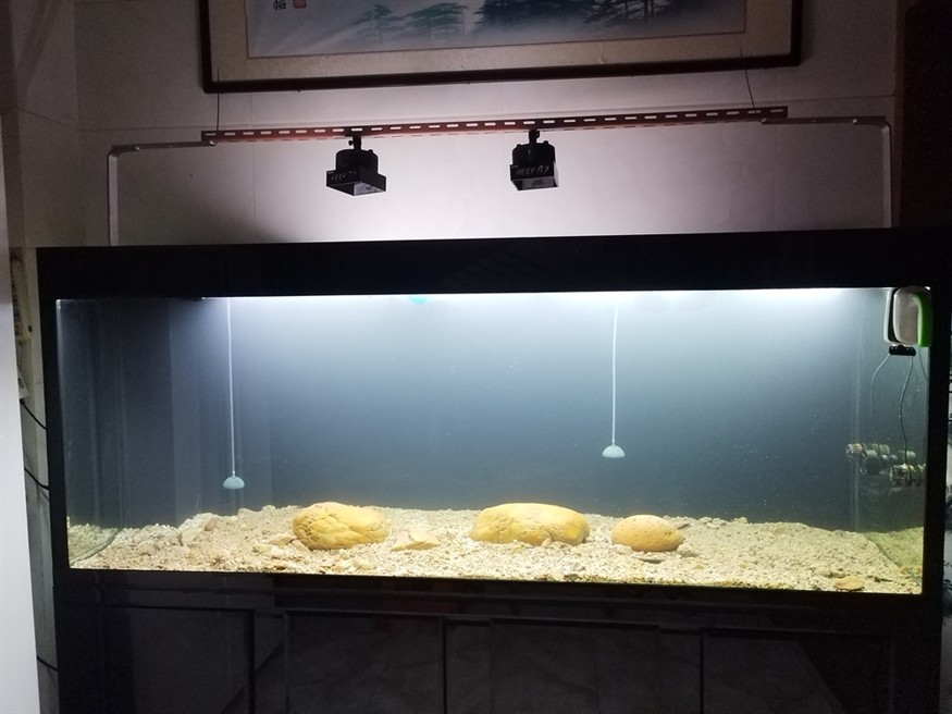 魚死缸還在
