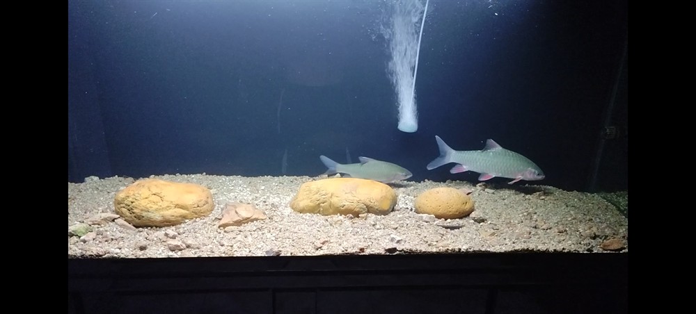 魚死缸還在
