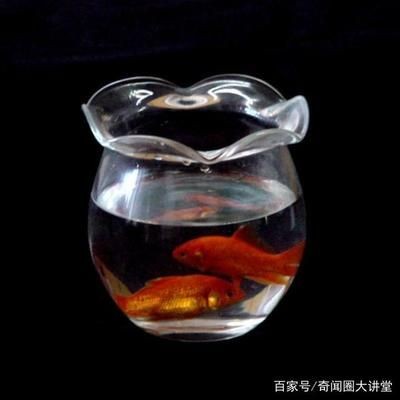 玻璃圓形魚缸養魚幾天喂一次：玻璃圓形魚缸養魚的喂食頻率應該如何確定？ 玻璃圓形魚缸養魚幾天喂一次：玻璃圓形魚缸養魚的喂食頻率應該如何確定？ 魚缸百科 第3張
