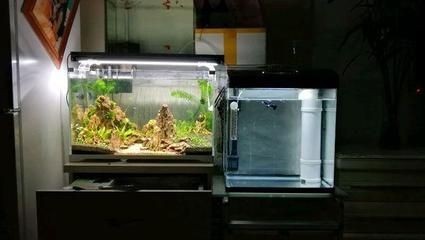 玻璃圓形魚缸養魚幾天喂一次：玻璃圓形魚缸養魚的喂食頻率應該如何確定？ 玻璃圓形魚缸養魚幾天喂一次：玻璃圓形魚缸養魚的喂食頻率應該如何確定？ 魚缸百科 第4張
