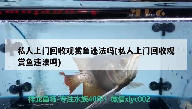 私人上門回收觀賞魚違法嗎(私人上門回收觀賞魚違法嗎)