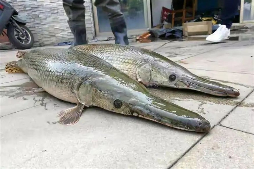 大魚缸怎么樣：大魚缸尺寸選擇合適的魚缸尺寸選擇合適的魚缸尺寸