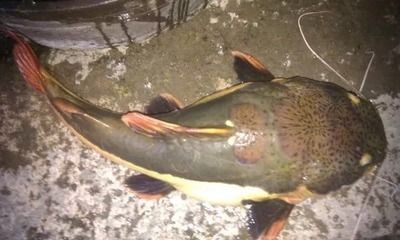 大魚缸怎么樣：大魚缸尺寸選擇合適的魚缸尺寸選擇合適的魚缸尺寸