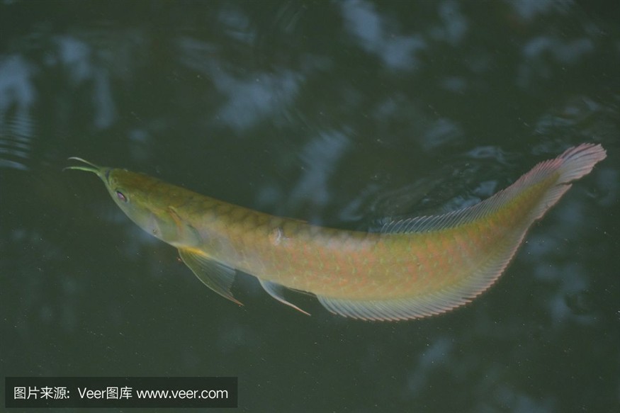 龍魚吃飽了就不愛游了嗎