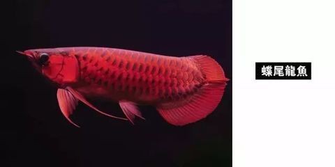 龍魚吃飽了就不愛游了嗎