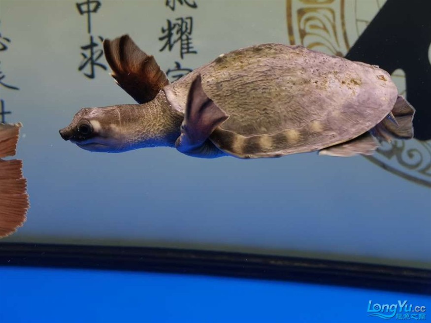 出一只豬鼻龜